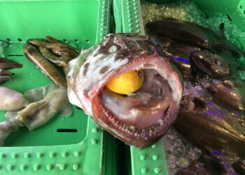 Foto (arkiv): Fiskeri Tidende.