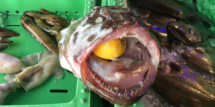 Foto (arkiv): Fiskeri Tidende.