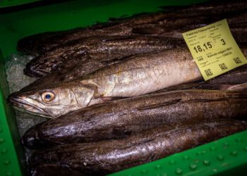 Foto: Eigil Kirkegaard/Hirtshals Fiskefestival.