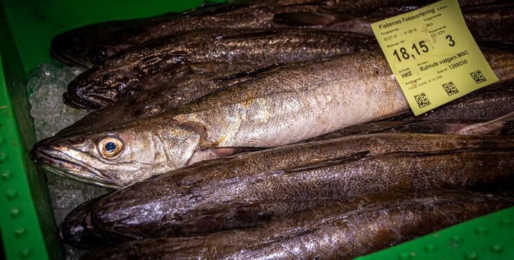 Foto: Eigil Kirkegaard/Hirtshals Fiskefestival.