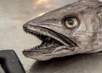 Foto: Eigil Kirkegaard/Hirtshals Fiskefestival.