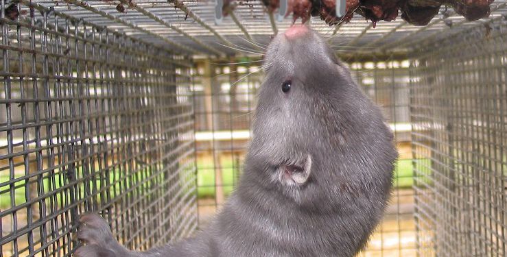 Mink 1