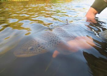 Foto (arkiv): Lystfiskeriforeningen for Liver Å.