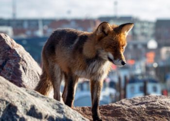 Ræven på Hirtshals Havn. Foto (arkiv): Erik Bilde.
