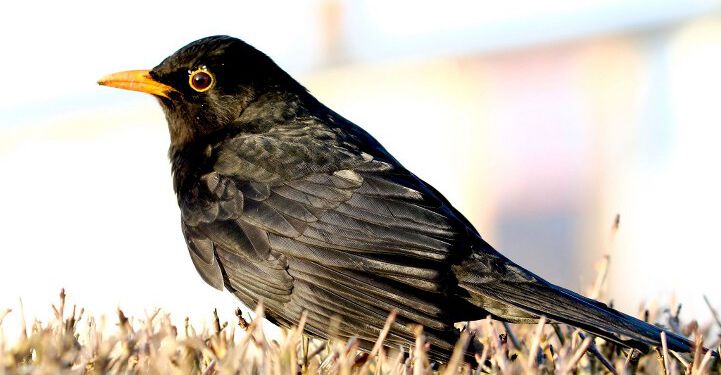 Solsortehan. Foto: Frank Abildgaard Sørensen.