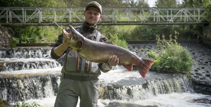 Flot fangst ved Uggerby Å Cup 2019. Foto: Arkiv.