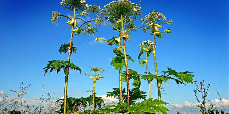 Bjørneklo. Foto: Pixabay.