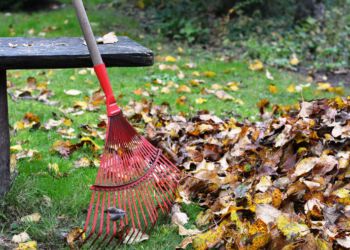 Naturens smådyr er langt vigtigere føde for småfugle end frøblandinger og mejsekugler. Derfor er det vigtigt at lade nedfaldne blade og kvas liggende i haven, hvor smådyr opholder sig i vinterhalvåret. Foto: Arkiv.