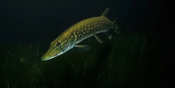 Gedden er en glubsk rovfisk. Foto: Pixabay.