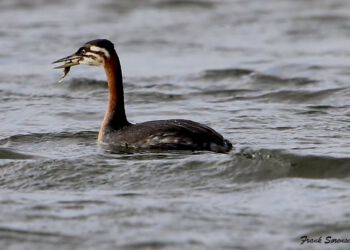 Gråstrubet lappedykker med lille fisk i næbet.