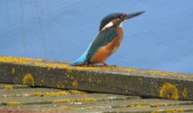 Isfugl på Hirtshals Havn. Foto: Dorit Derksen.