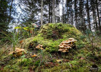 Tornby Klitplantage. Foto: Erik Bilde.