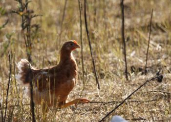 Langsommere voksende kyllinger er både mere aktive og har mindre dødelighed end de hurtigt voksende kyllinger, også kendt som turbokyllinger. Det har Dyrenes Beskyttelse påpeget længe, men nu slår nyt studie det også fast.