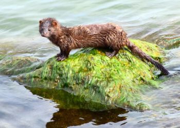 Der findes også vildt levende mink som denne amerikanske, der er tilpasset en biotop med vand. Foto: Pixabay.