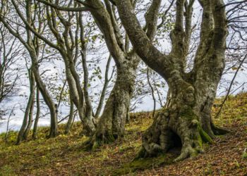 Foto (arkiv): Elling.