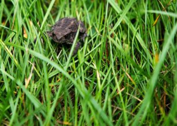 Når du lader naturen vokse mere vildt, giver du plads til dine vilde naboer. Fotograf: Camilla Stephan.