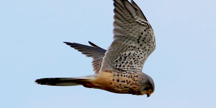 Tårnfalk i luften over Hirtshals. Foto: Frank Abildgaard Sørensen.
