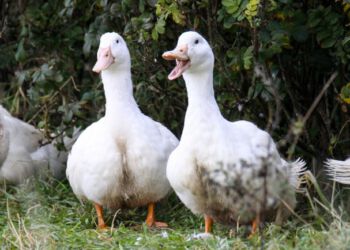 Der er en himmel til forskel for, om forbrugerne vælger en and med god dyrevelfærd til mortensaften eller ej. Det er afgørende for deres velfærd, at de har haft adgang til det fri.
