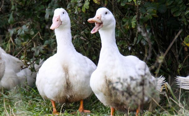 Der er en himmel til forskel for, om forbrugerne vælger en and med god dyrevelfærd til mortensaften eller ej. Det er afgørende for deres velfærd, at de har haft adgang til det fri.