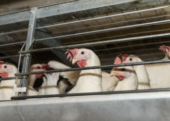 Dyr hører ifølge Dyrenes Beskyttelse ikke hjemme i små bure. De trange forhold i burene forhindrer dem i at udføre deres naturlige adfærd, og det kan vi ikke være bekendt i vores moderne samfund. Dyrevelfærd bor ikke i bur. Foto: Dyrenes Beskyttelse.