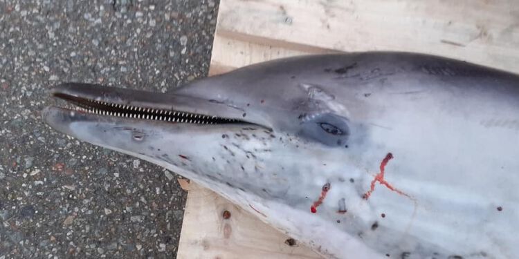 Delfin 2