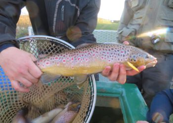 Ørred fanget ved elfiskeri i Liver Å. Foto: Arkiv.