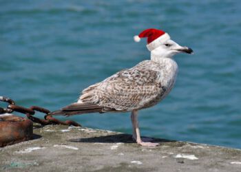 Foto (arkiv): Hirtshals Havn.