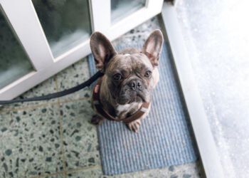 Det er med hjertet og følelserne, at vi vælger vores næste pelsede ven. Men selvom mange af de små hunde let vinder vores hjerter, så er det vigtigt at sætte sig ind i de enkelte hunderacer. Både adfærd og behov veksler i høj grad fra race til race.