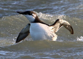 Lomvie. Foto: Frank Simonsen.