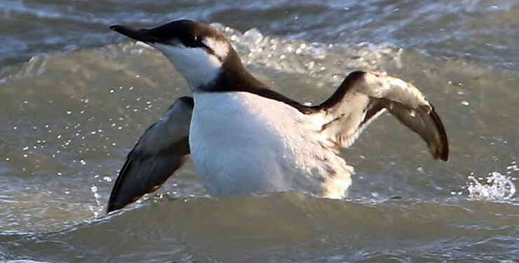 Lomvie. Foto: Frank Simonsen.