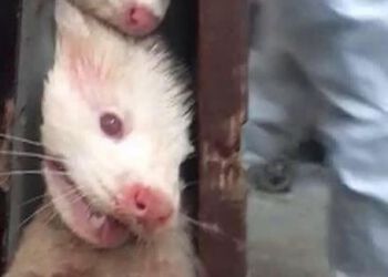 Foto: Flemming Olesen.