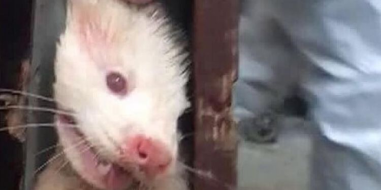 Foto: Flemming Olesen.