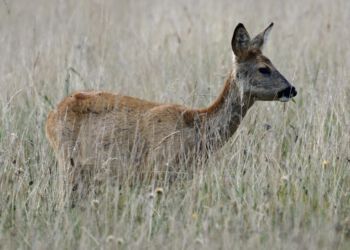 Foto (arkiv): Kurt Prentow.