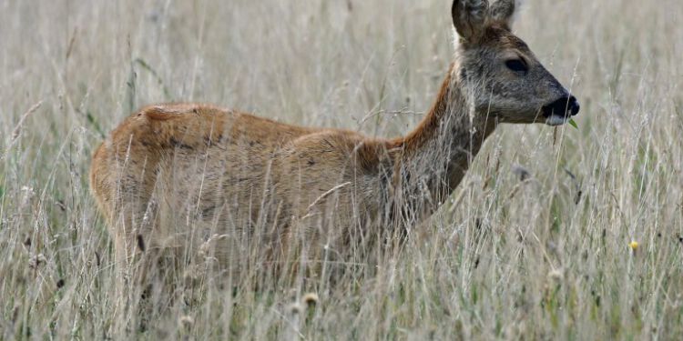 Foto (arkiv): Kurt Prentow.