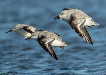 Sandløbere ved Hirtshals Øststrand. Foto (arkiv): Kurt Prentow.