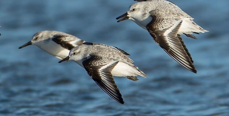 Sandløbere ved Hirtshals Øststrand. Foto (arkiv): Kurt Prentow.