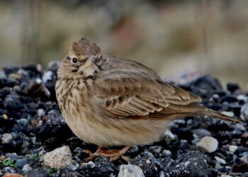 Toplærke fotograferet i Hirtshals november 2020 af Frank Abildgaard Sørensen.