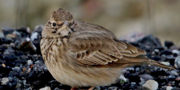 Toplærke fotograferet i Hirtshals november 2020 af Frank Abildgaard Sørensen.