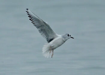 Bonapartemåge. Foto (arkiv): Henrik Pedersen.