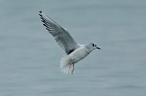 Bonapartemåge. Foto (arkiv): Henrik Pedersen.