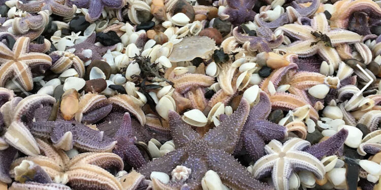 Foto (arkiv): Joan Brink Olsen.