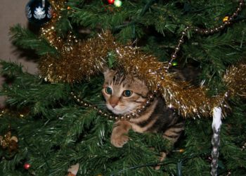 Når hjemmet pyntes op til jul, kommer der pludselig en masse nye og spændende genstande ind, som kan være meget fristende for katte. Mange katte vil elske at undersøge alt den fine pynt, som dens ejere har fundet frem, men pas på: Pynten kan være farligt for katten. Foto: Pixabay.