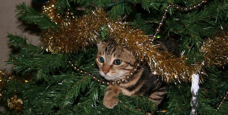 Når hjemmet pyntes op til jul, kommer der pludselig en masse nye og spændende genstande ind, som kan være meget fristende for katte. Mange katte vil elske at undersøge alt den fine pynt, som dens ejere har fundet frem, men pas på: Pynten kan være farligt for katten. Foto: Pixabay.