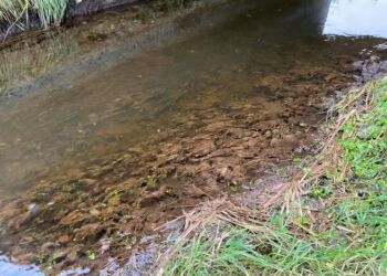 Forurening med gylleudslip i Liver Å. Foto: Arkiv.