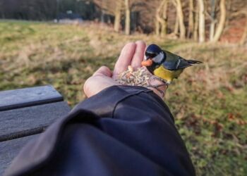 Fuglefodring. Foto: Arkiv.