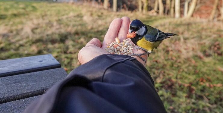 Fuglefodring. Foto: Arkiv.