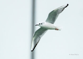 Bonapartemåge i Hirtshals. Foto (arkiv): Henrik Pedersen.