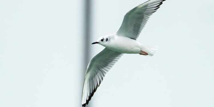 Bonapartemåge i Hirtshals. Foto (arkiv): Henrik Pedersen.