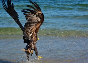 Havørn. Foto: Pixabay.