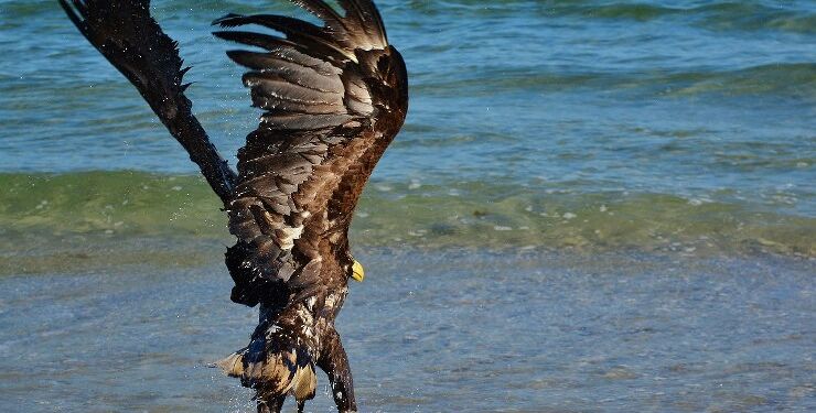 Havørn. Foto: Pixabay.